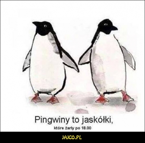 Pingwiny to jaskółki



