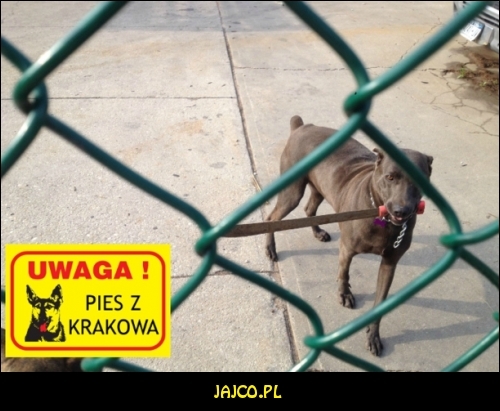 Uwaga pies z Krakowa


