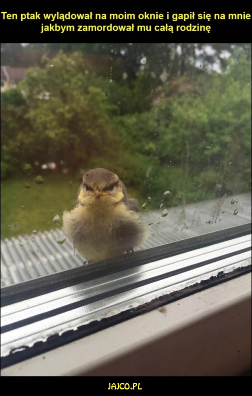 Angry Bird



