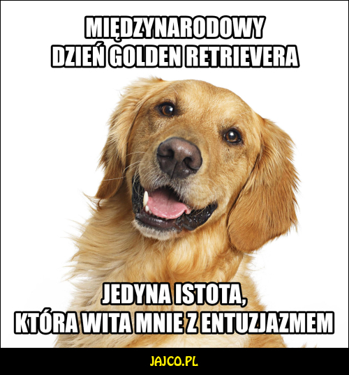 Międzynarodowy Dzień Golden Retrievera



